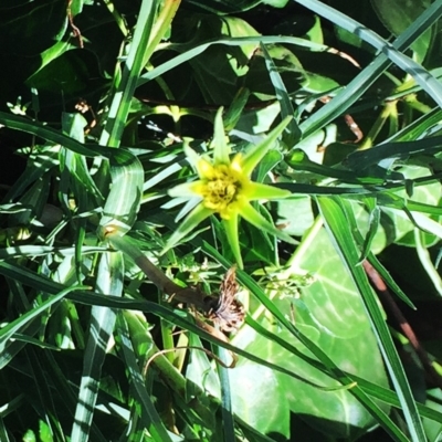 Tragopogon dubius (Goatsbeard) at Hughes Garran Woodland - 3 Feb 2019 by ruthkerruish