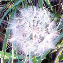 Tragopogon dubius at Hughes, ACT - 4 Feb 2019 10:13 AM