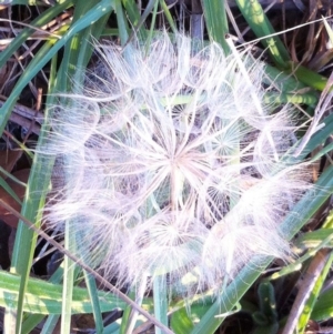 Tragopogon dubius at Hughes, ACT - 4 Feb 2019