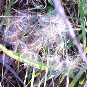 Tragopogon dubius at Hughes, ACT - 4 Feb 2019