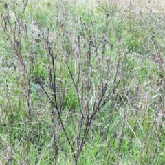 Tragopogon dubius at Hughes, ACT - 4 Feb 2019