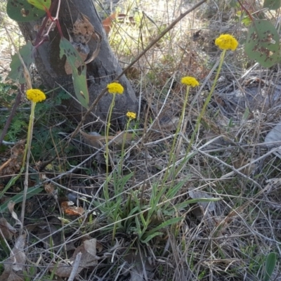 Craspedia sp. (Billy Buttons) at O'Malley, ACT - 1 Oct 2017 by Mike