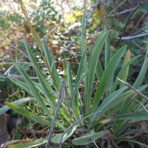 Craspedia sp. at O'Malley, ACT - 1 Oct 2017