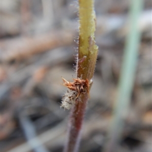 Psychidae (family) IMMATURE at Aranda, ACT - 1 Oct 2017