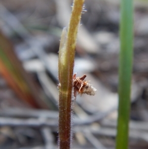 Psychidae (family) IMMATURE at Aranda, ACT - 1 Oct 2017