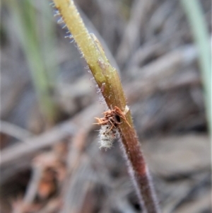 Psychidae (family) IMMATURE at Aranda, ACT - 1 Oct 2017