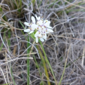 Wurmbea dioica subsp. dioica at Molonglo Valley, ACT - 1 Oct 2017