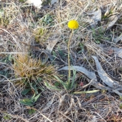 Craspedia variabilis (Common Billy Buttons) at O'Malley, ACT - 1 Oct 2017 by Mike