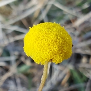 Craspedia variabilis at O'Malley, ACT - suppressed