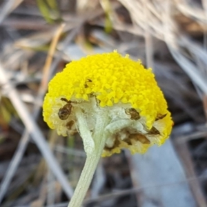 Craspedia variabilis at O'Malley, ACT - suppressed