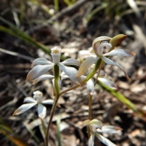 Caladenia ustulata at Aranda, ACT - suppressed