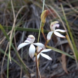 Caladenia ustulata at Aranda, ACT - suppressed