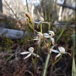 Caladenia ustulata at Aranda, ACT - suppressed