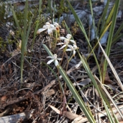 Caladenia ustulata at Aranda, ACT - suppressed