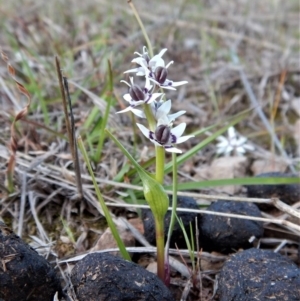 Wurmbea dioica subsp. dioica at Belconnen, ACT - 28 Sep 2017 05:34 PM