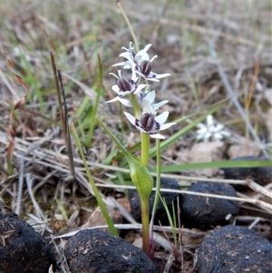 Wurmbea dioica subsp. dioica at Belconnen, ACT - 28 Sep 2017