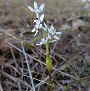 Wurmbea dioica subsp. dioica at Belconnen, ACT - 28 Sep 2017 05:34 PM