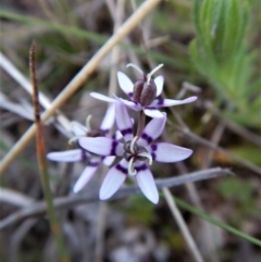 Wurmbea dioica subsp. dioica at Belconnen, ACT - 28 Sep 2017 05:34 PM