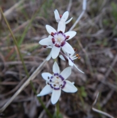 Wurmbea dioica subsp. dioica at Belconnen, ACT - 28 Sep 2017 05:34 PM