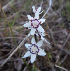Wurmbea dioica subsp. dioica at Belconnen, ACT - 28 Sep 2017