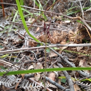 Acianthus caudatus at Wonboyn, NSW - 4 Sep 2017