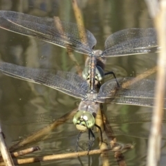 Anax papuensis (Australian Emperor) at Paddys River, ACT - 1 Oct 2017 by roymcd