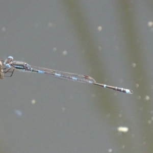 Austrolestes leda at Paddys River, ACT - 1 Oct 2017 03:20 PM