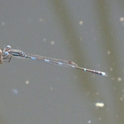 Austrolestes leda (Wandering Ringtail) at Paddys River, ACT - 1 Oct 2017 by roymcd