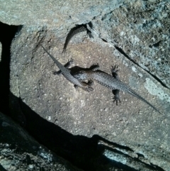 Egernia cunninghami (Cunningham's Skink) at Kambah, ACT - 1 Oct 2017 by WalterEgo