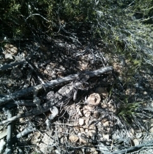 Amphibolurus muricatus at Stromlo, ACT - 1 Oct 2017 11:16 AM