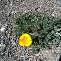 Eschscholzia californica (California Poppy) at Cotter Reserve - 1 Oct 2017 by WalterEgo