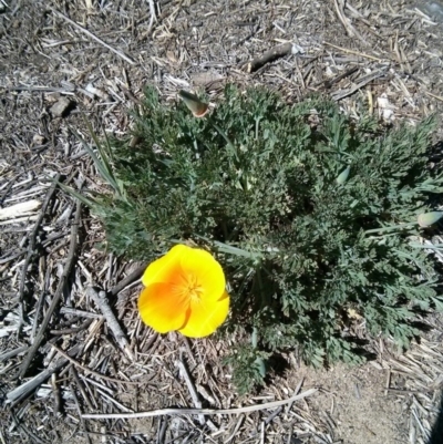Eschscholzia californica (California Poppy) at Cotter Reserve - 1 Oct 2017 by WalterEgo