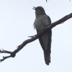 Cacomantis pallidus (Pallid Cuckoo) at Googong, NSW - 21 Sep 2017 by Wandiyali