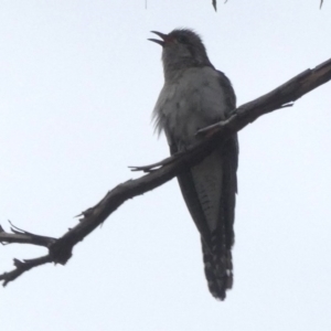 Cacomantis pallidus at Googong, NSW - 22 Sep 2017