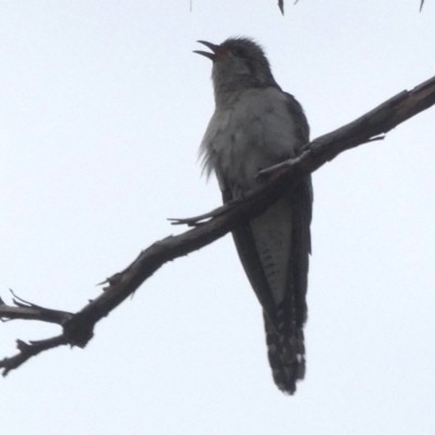 Cacomantis pallidus (Pallid Cuckoo) at Googong, NSW - 22 Sep 2017 by Wandiyali