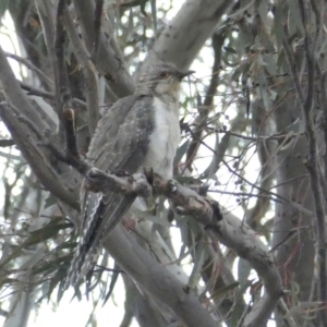 Cacomantis pallidus at Googong, NSW - 22 Sep 2017