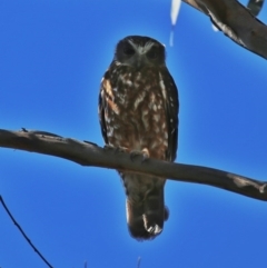 Ninox boobook (Southern Boobook) at QPRC LGA - 3 Oct 2014 by Wandiyali