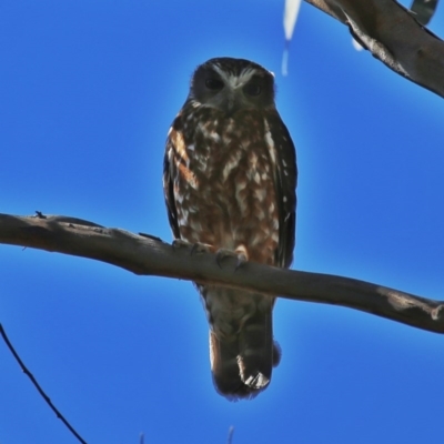 Ninox boobook (Southern Boobook) at QPRC LGA - 3 Oct 2014 by Wandiyali