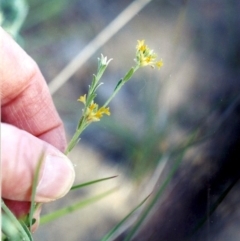 Pimelea curviflora (Curved Rice-flower) at Point Hut to Tharwa - 26 Nov 2004 by michaelb