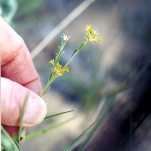 Pimelea curviflora at Paddys River, ACT - 27 Nov 2004