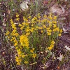 Pimelea curviflora (Curved Rice-flower) at Tuggeranong Hill - 16 Dec 2000 by michaelb