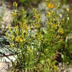 Pimelea curviflora (Curved Rice-flower) at Conder, ACT - 31 Oct 1999 by MichaelBedingfield