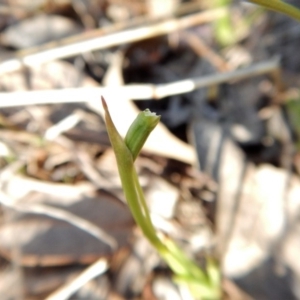 Diuris chryseopsis at Belconnen, ACT - 28 Sep 2017