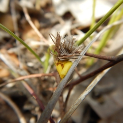 Psychidae (family) IMMATURE (Unidentified case moth or bagworm) at Belconnen, ACT - 26 Sep 2017 by CathB