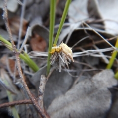 Psychidae (family) IMMATURE at Belconnen, ACT - 26 Sep 2017 05:45 PM