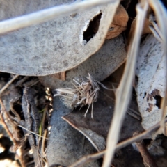 Psychidae (family) IMMATURE at Belconnen, ACT - 26 Sep 2017 05:45 PM