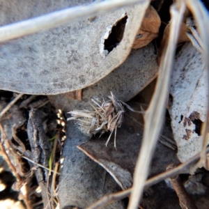 Psychidae (family) IMMATURE at Belconnen, ACT - 26 Sep 2017