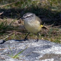 Acanthiza chrysorrhoa (Yellow-rumped Thornbill) at Wandiyali-Environa Conservation Area - 1 Oct 2017 by Wandiyali