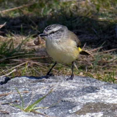 Acanthiza chrysorrhoa (Yellow-rumped Thornbill) at Wandiyali-Environa Conservation Area - 1 Oct 2017 by Wandiyali