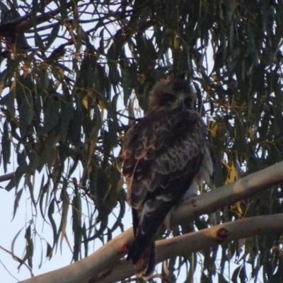 Hieraaetus morphnoides (Little Eagle) at Garran, ACT - 30 Sep 2017 by roymcd